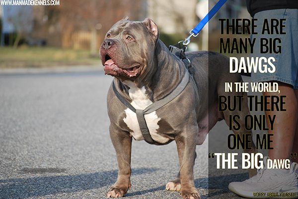 Best Pitbull Puppies For Sale - Raptology